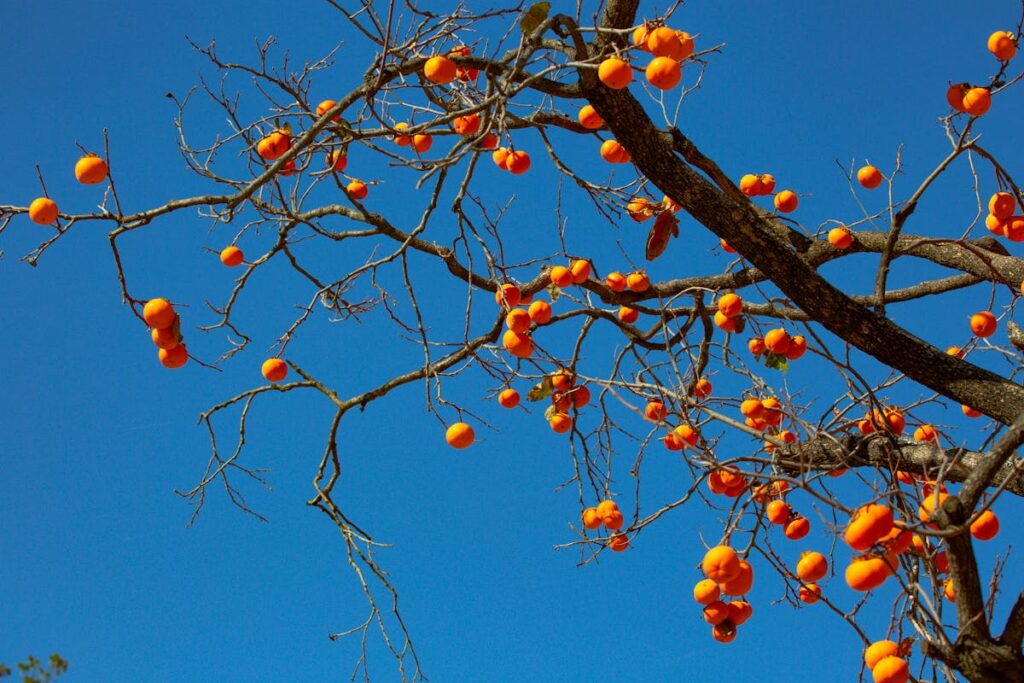 Carrelage mural cuisine