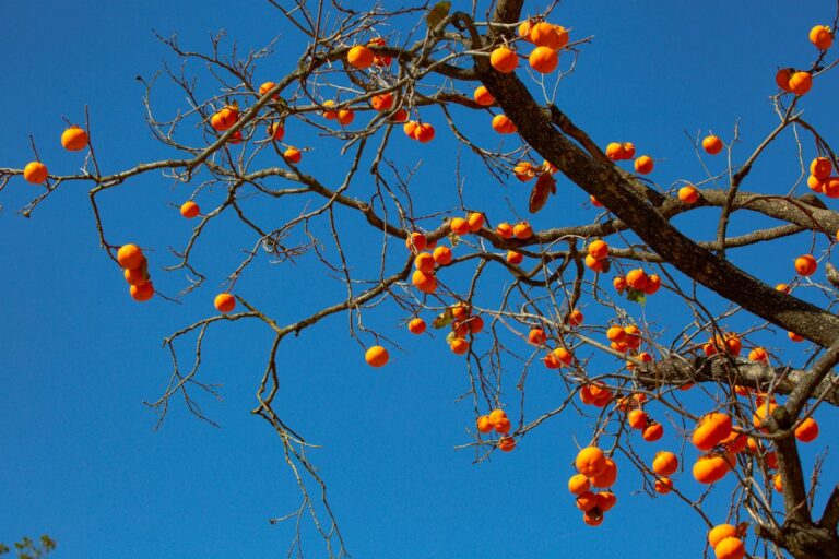 Comment Poser du Carrelage Mural dans sa Cuisine Etape par Etape