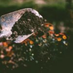 Créer son Premier Potager : Guide Débutant de A à Z
