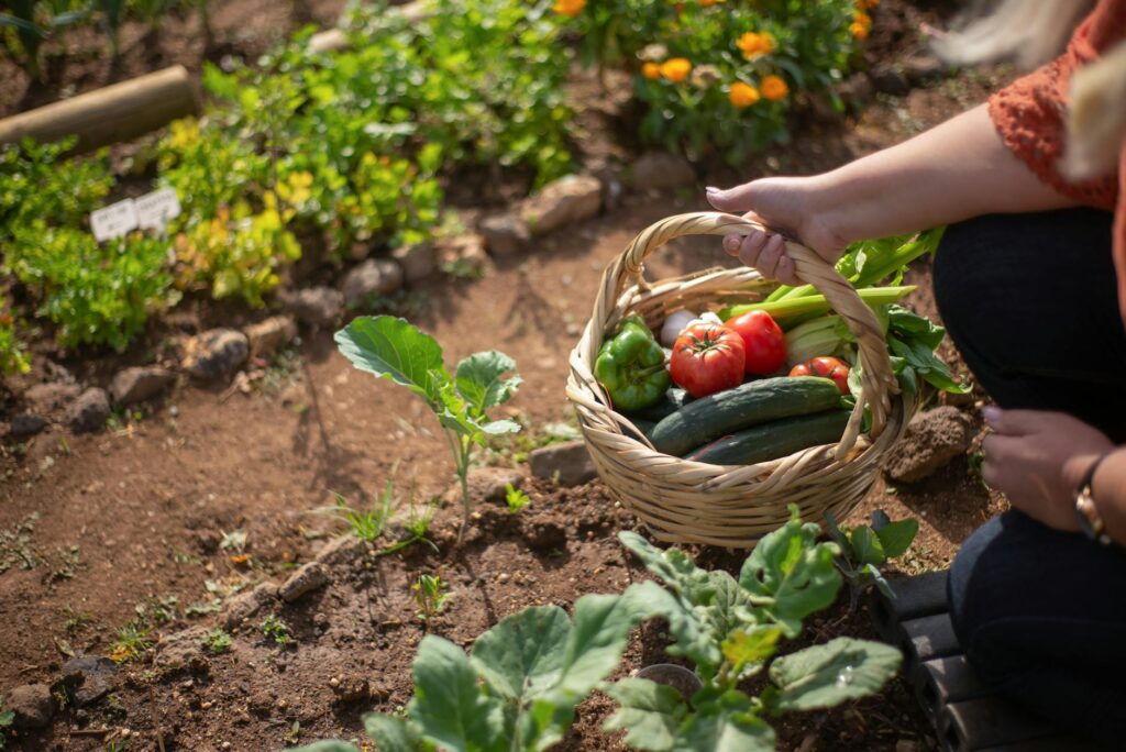 Calendrier du potager : que planter mois par mois