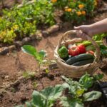 Calendrier du potager : que planter mois par mois