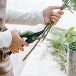Quand et comment tailler les rosiers : calendrier et techniques