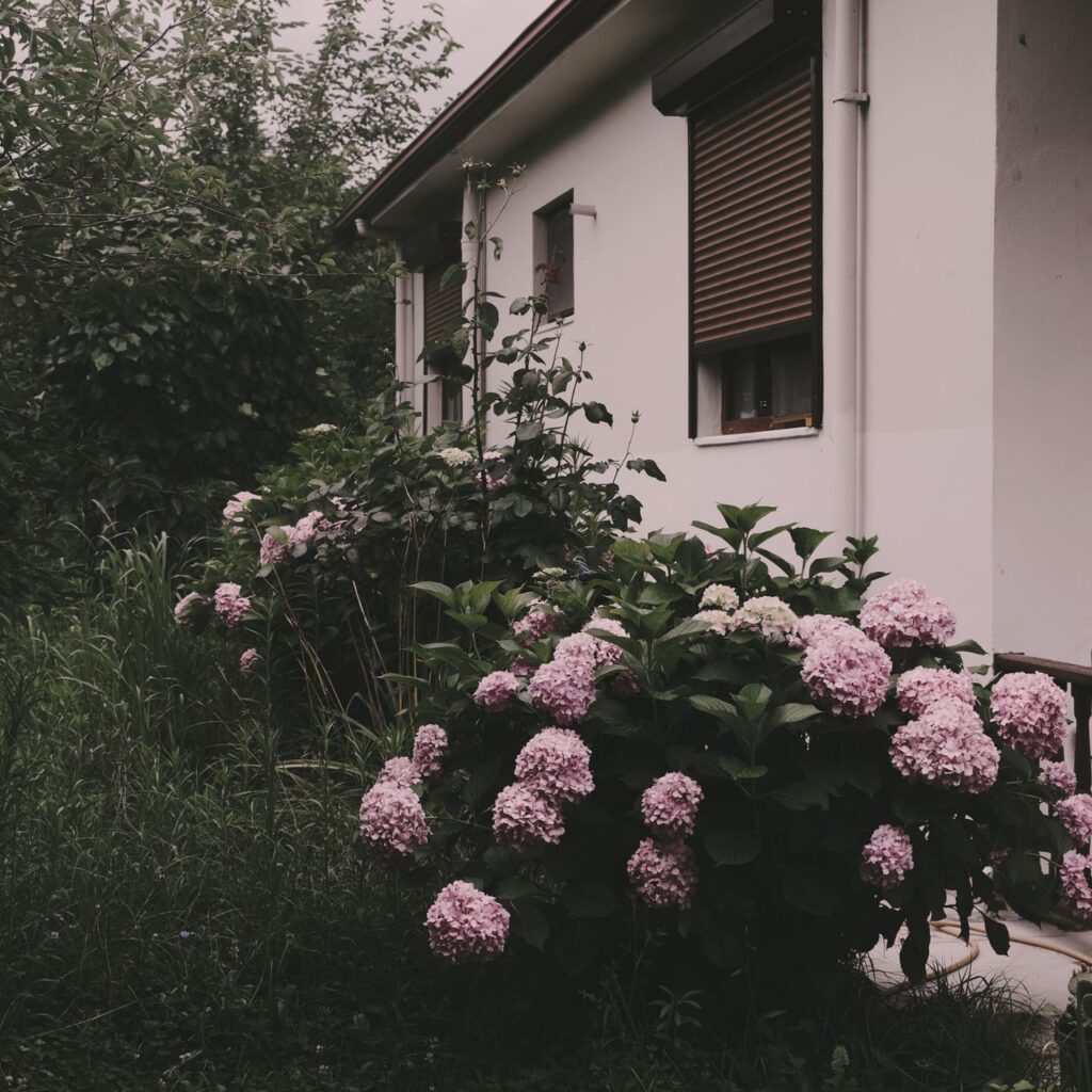 Façade de maison blanche avec volet roulant, bordée d'hortensias roses